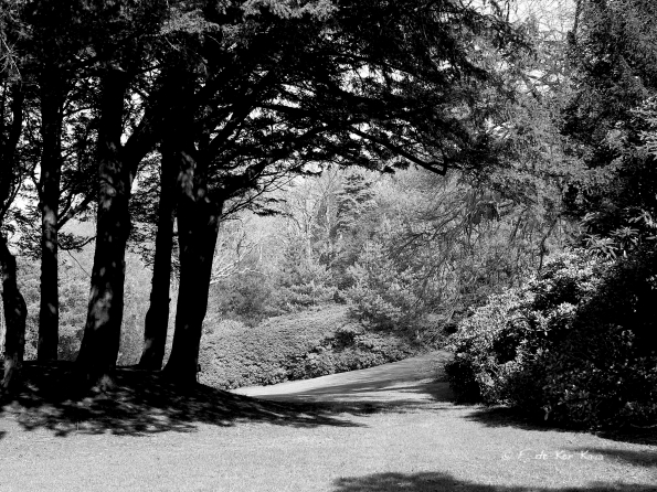 Bois des Moutiers (61b) mars 2012